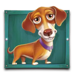 Dachshund